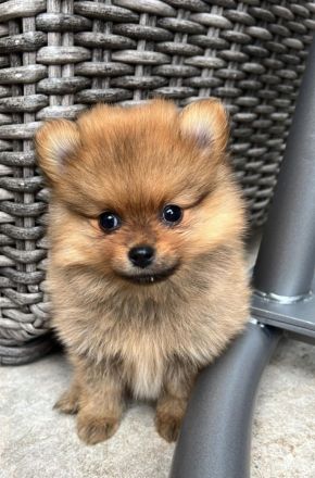 Pomeranian Zwergspitz