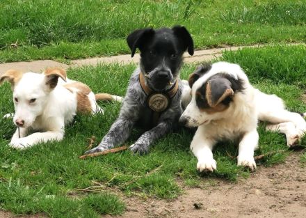Möchtet ihr den süßen Vindur kennen lernen? Dann meldet euch gerne!