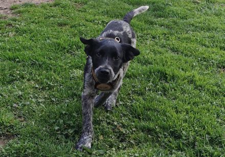 Möchtet ihr den süßen Vindur kennen lernen? Dann meldet euch gerne!