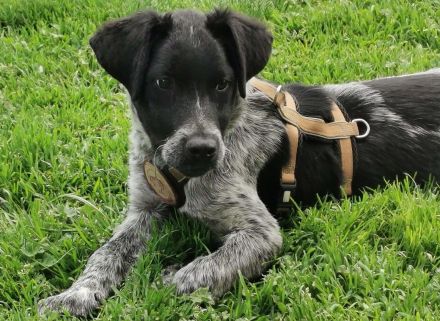 Möchtet ihr den süßen Vindur kennen lernen? Dann meldet euch gerne!