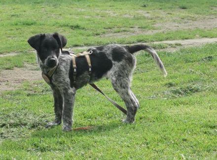 Möchtet ihr den süßen Vindur kennen lernen? Dann meldet euch gerne!
