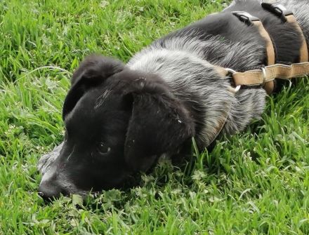 Möchtet ihr den süßen Vindur kennen lernen? Dann meldet euch gerne!