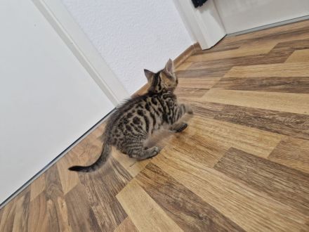 Bencoon Bengal Kitten Maine coon Katze Kater no siam no sphynx no BKH No Rex
