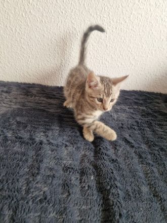 Bencoon Bengal Kitten Maine coon Katze Kater no siam no sphynx no BKH No Rex