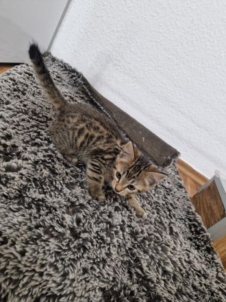 Bencoon Bengal Kitten Maine coon Katze Kater no siam no sphynx no BKH No Rex