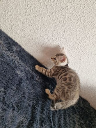 Bencoon Bengal Kitten Maine coon Katze Kater no siam no sphynx no BKH No Rex