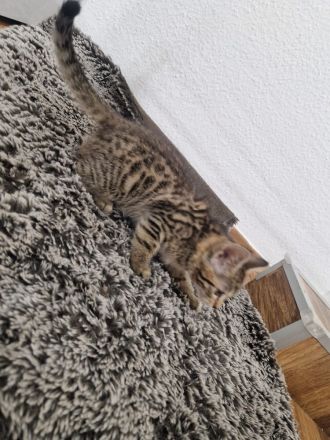Bencoon Bengal Kitten Maine coon Katze Kater no siam no sphynx no BKH No Rex
