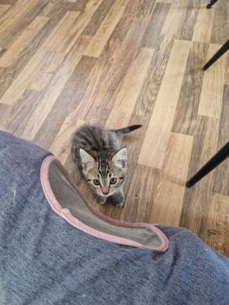 Bencoon Bengal Kitten Maine coon Katze Kater no siam no sphynx no BKH No Rex