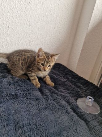 Bencoon Bengal Kitten Maine coon Katze Kater no siam no sphynx no BKH No Rex