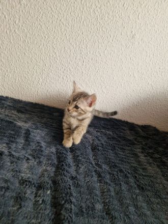 Bencoon Bengal Kitten Maine coon Katze Kater no siam no sphynx no BKH No Rex