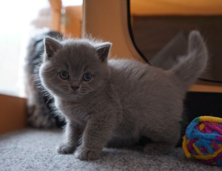 BKH Kitten mit Stammbaum