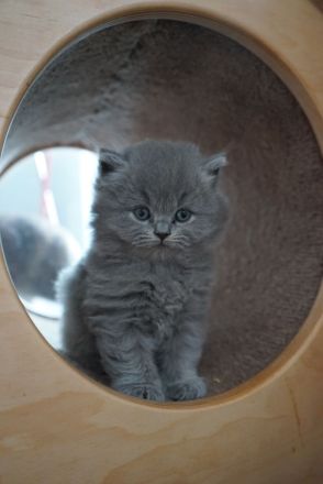 BKH Kitten mit Stammbaum