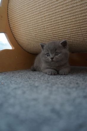 BKH Kitten mit Stammbaum