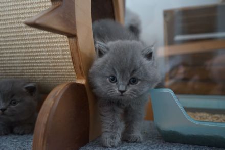 BKH Kitten mit Stammbaum