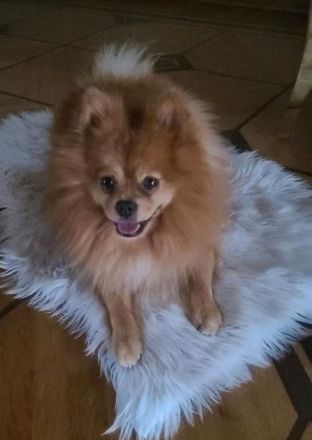 Zwergspitz Pomeran