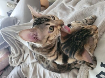 2 Bengal Mischlings Katzen weiblich