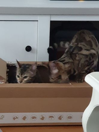 2 Bengal Mischlings Katzen weiblich