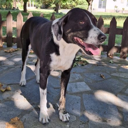 TASHA, weiblich, derzeit in Griechenland