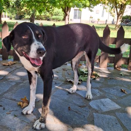 TASHA, weiblich, derzeit in Griechenland