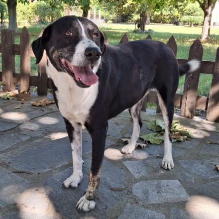 TASHA, weiblich, derzeit in Griechenland