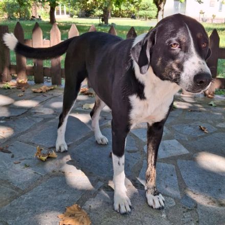 TASHA, weiblich, derzeit in Griechenland