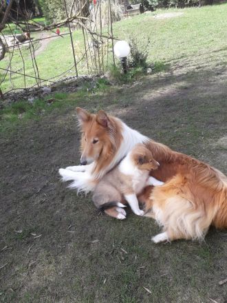 Colliewelpen - altschottisch (Urtyp) in liebewolle Hände abzugebe