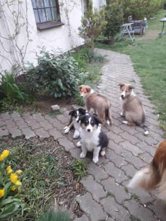 Colliewelpen - altschottisch (Urtyp) in liebewolle Hände abzugebe