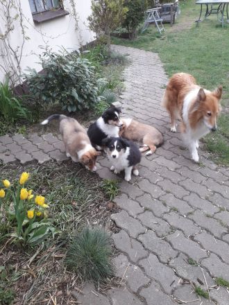 Colliewelpen - altschottisch (Urtyp) in liebewolle Hände abzugebe