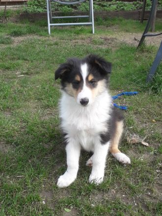 Colliewelpen - altschottisch (Urtyp) in liebewolle Hände abzugebe