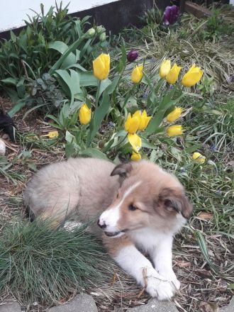Colliewelpen - altschottisch (Urtyp) in liebewolle Hände abzugebe