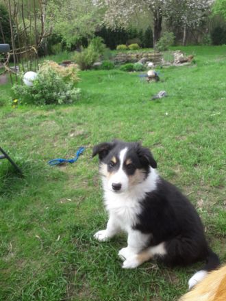 Colliewelpen - altschottisch (Urtyp) in liebewolle Hände abzugebe