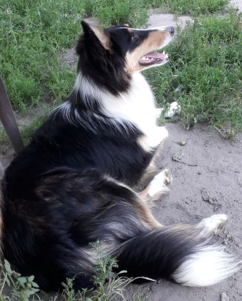 Colliewelpen - altschottisch (Urtyp) in liebewolle Hände abzugebe