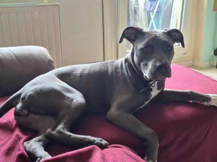 BELLA AMSTAFF BLUELINE WEIBCHEN 5 Monate