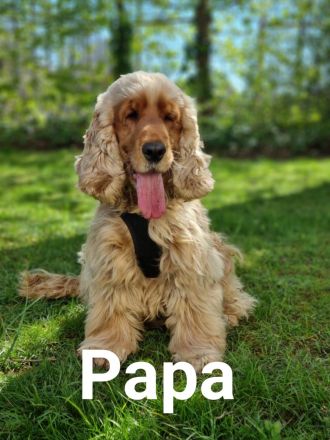 Englisch Cocker Spaniel Welpen