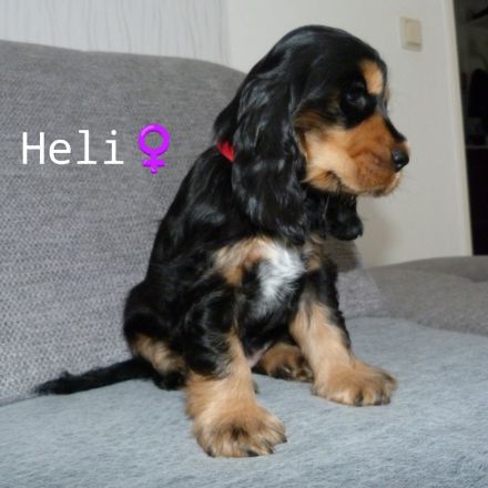 Englisch Cocker Spaniel Welpen