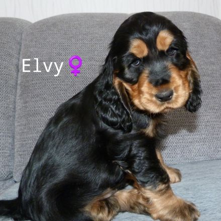 Englisch Cocker Spaniel Welpen