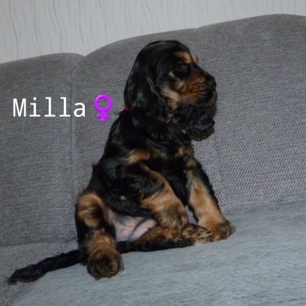 Englisch Cocker Spaniel Welpen