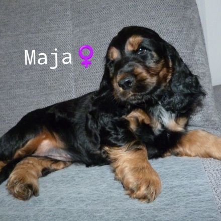 Englisch Cocker Spaniel Welpen