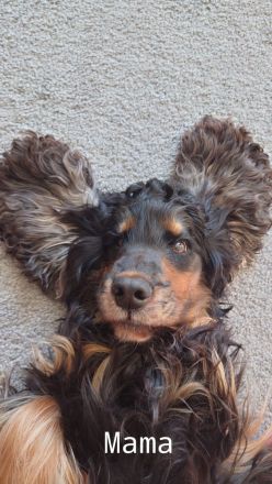 Englisch Cocker Spaniel Welpen