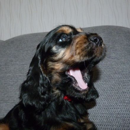 Englisch Cocker Spaniel Welpen