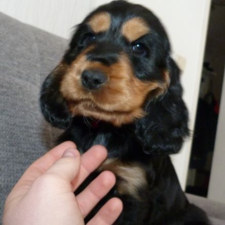 Englisch Cocker Spaniel Welpen