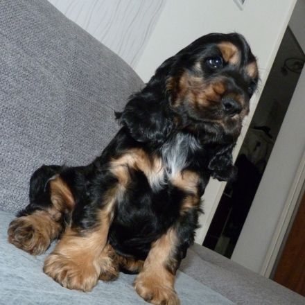 Englisch Cocker Spaniel Welpen