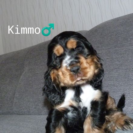 Englisch Cocker Spaniel Welpen