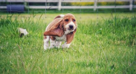 Basset Hound Welpen