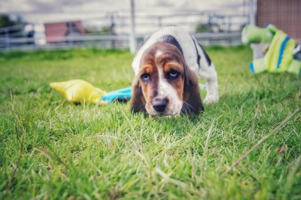 Basset Hound Welpen