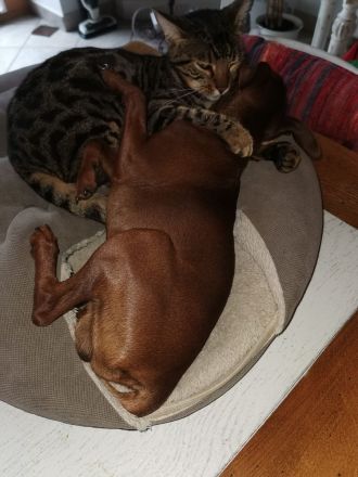 7 jährige Bengalen Geschwister gemeinsam zu verkaufen