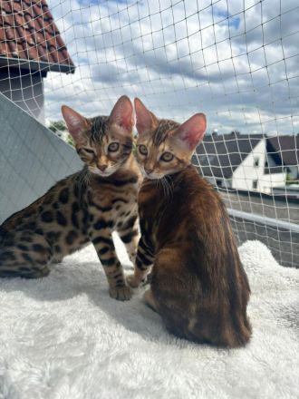 Reinrassige Bengalkitten zu verkaufen!
