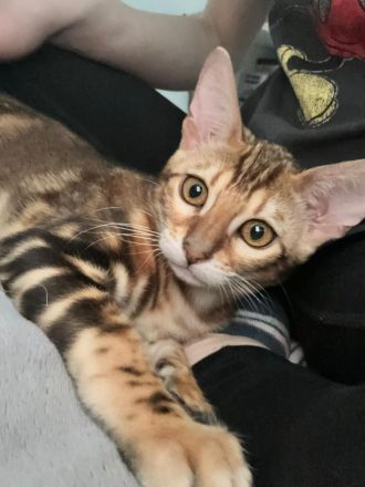 Reinrassige Bengalkitten zu verkaufen!