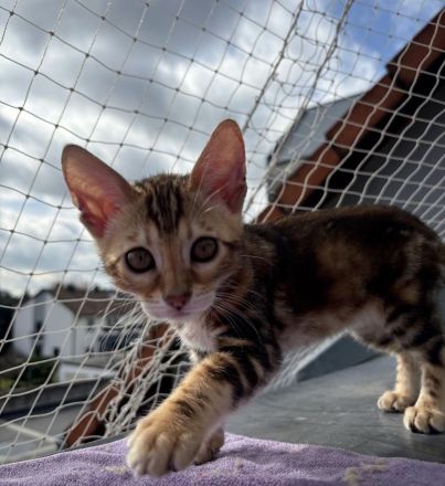 Reinrassige Bengalkitten zu verkaufen!