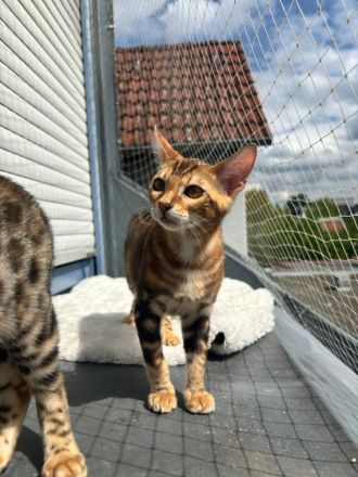 Reinrassige Bengalkitten zu verkaufen!